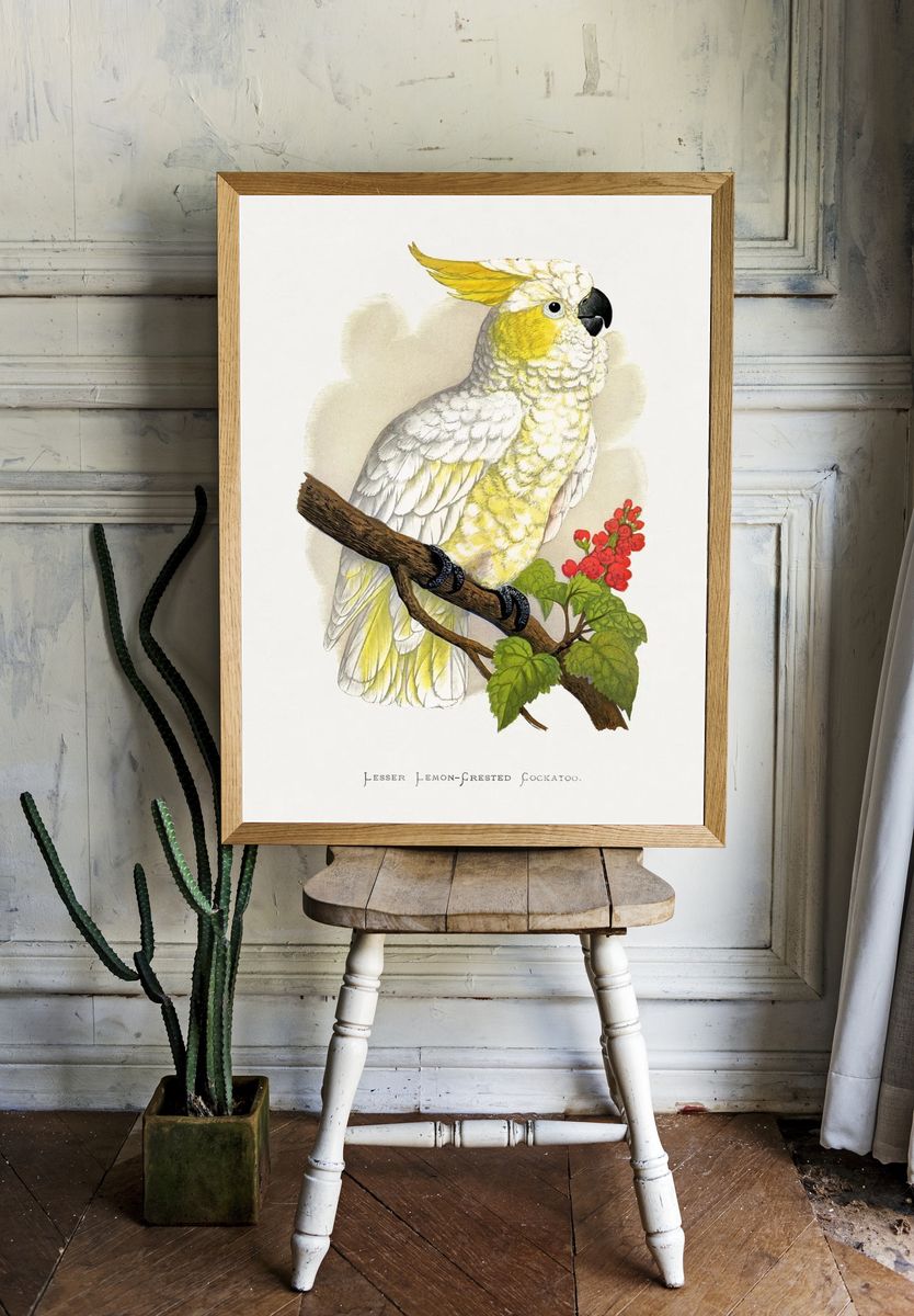 Lesser Lemon-Crested Cockatoo — Botanical Print. — room view 1