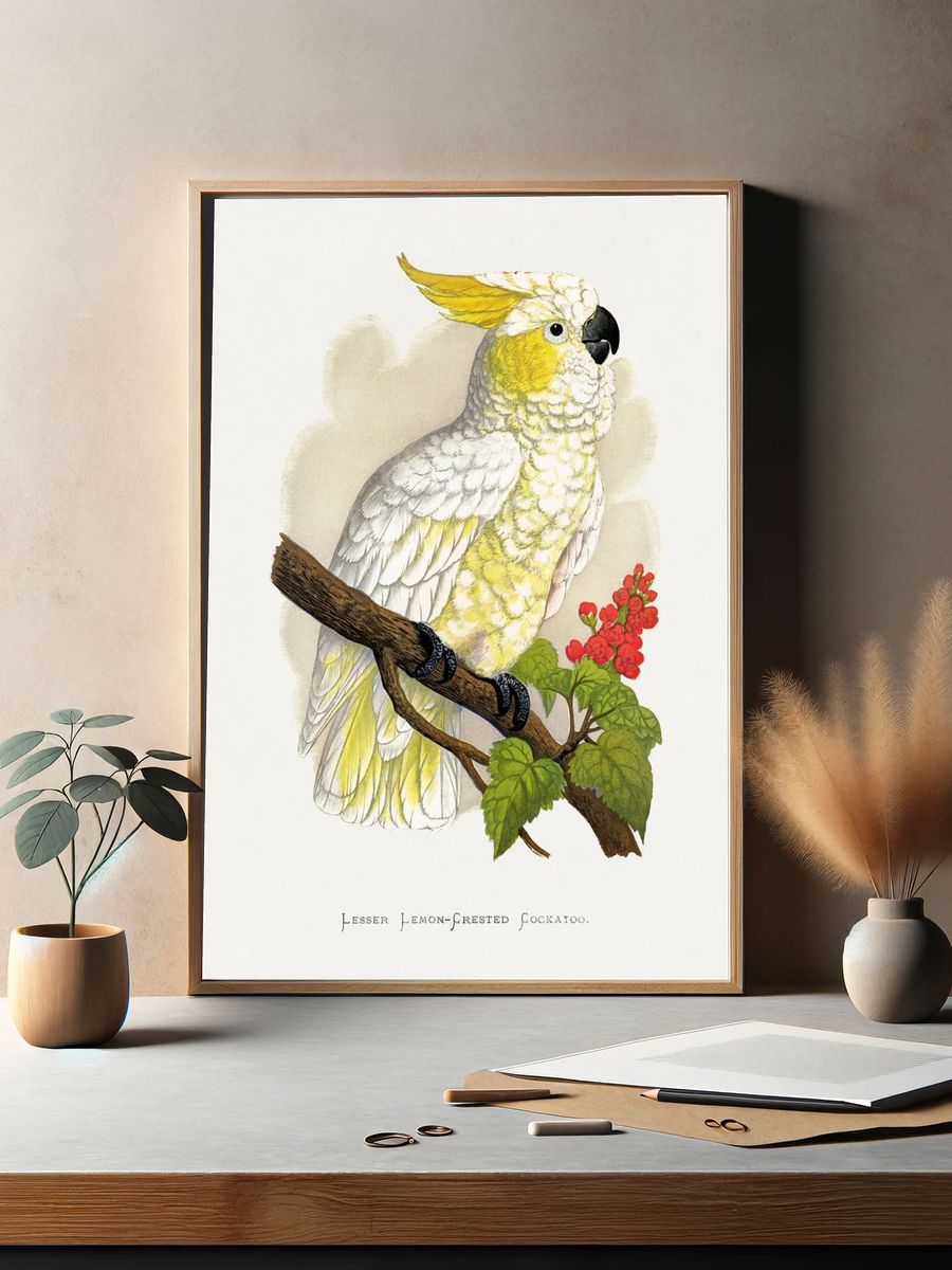 Lesser Lemon-Crested Cockatoo — Botanical Print. — room view 2