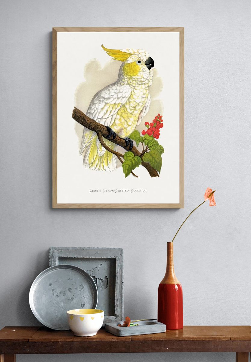 Lesser Lemon-Crested Cockatoo — Botanical Print. — room view 3