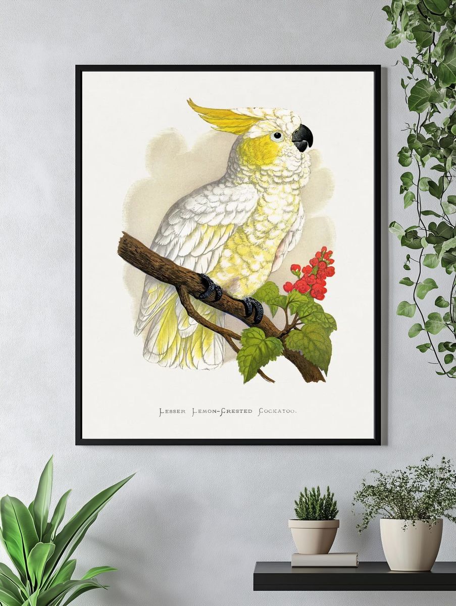 Lesser Lemon-Crested Cockatoo — Botanical Print. — room view 4