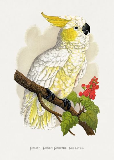 Lesser Lemon-Crested Cockatoo — Botanical Print. poster print