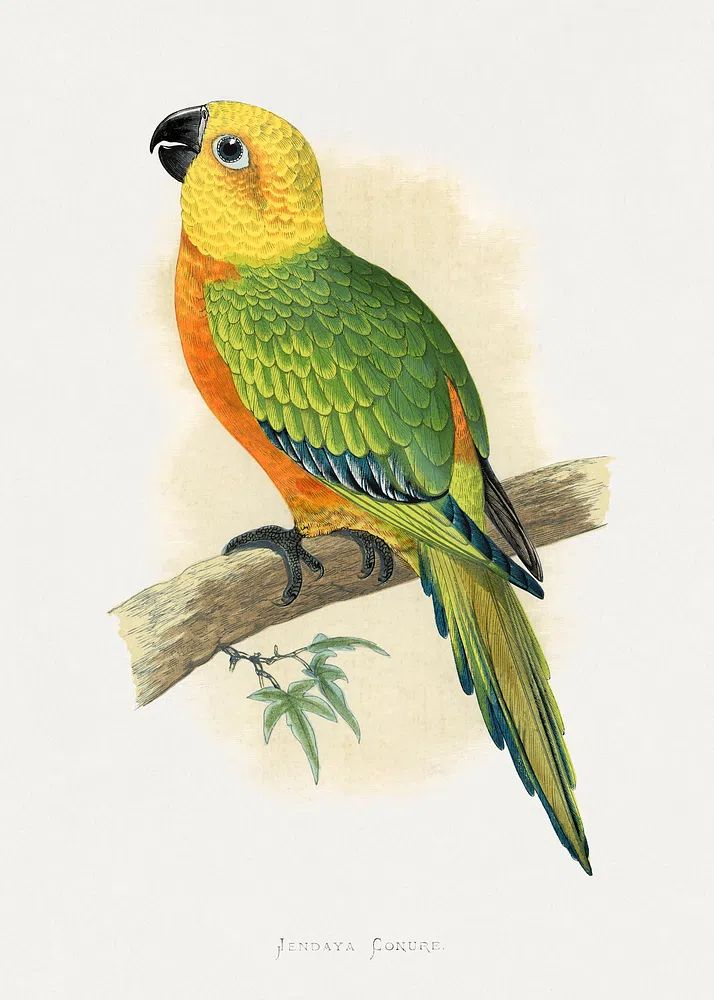 Jendaya Conure Bird Illustration Poster. poster — animals art