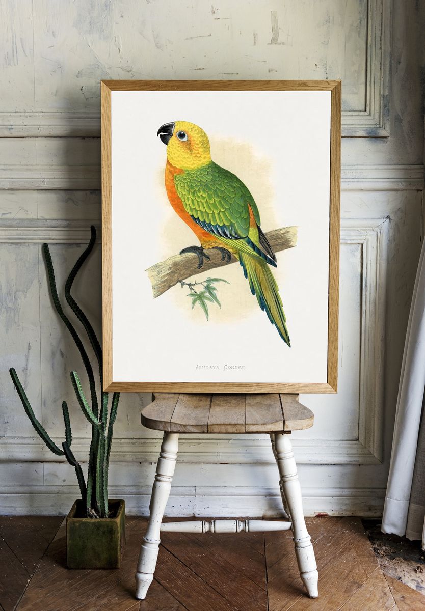 Jendaya Conure Bird Illustration Poster. — room view 1