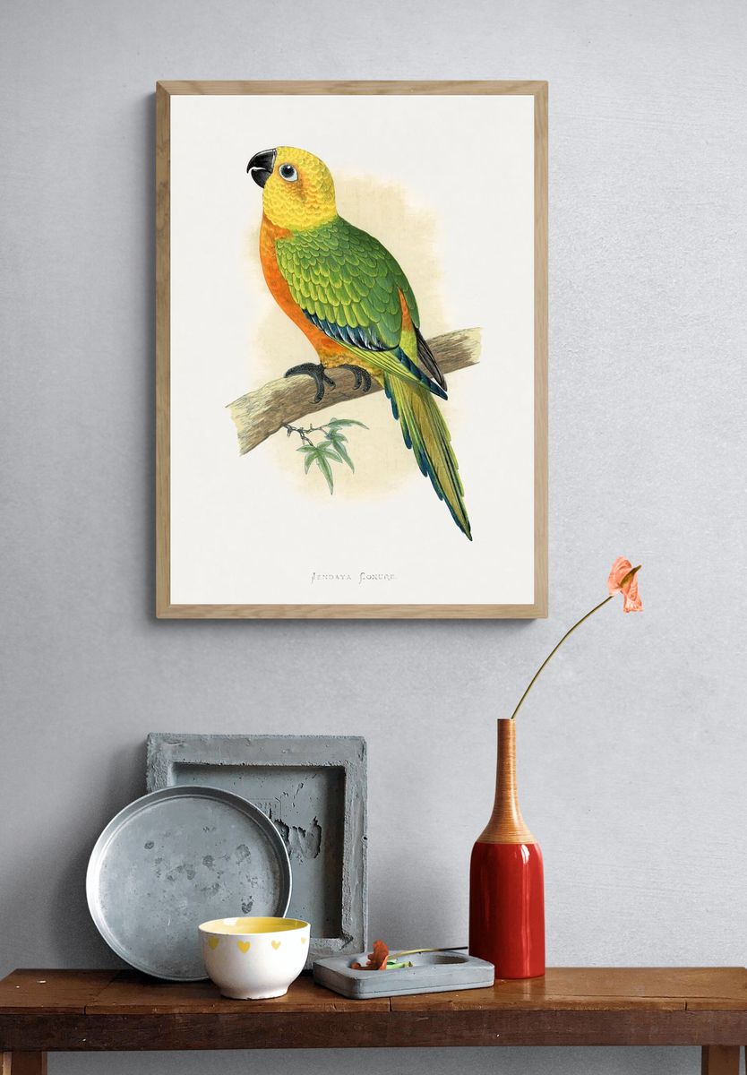 Jendaya Conure Bird Illustration Poster. — room view 3