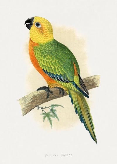 Jendaya Conure Bird Illustration Poster. poster print