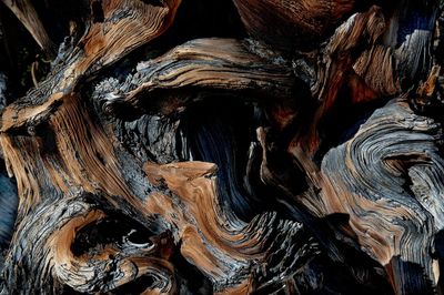 world's oldest trees, Bristlecone Pines