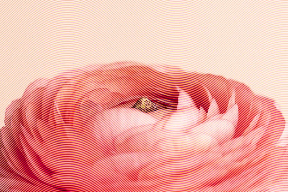 Red ranunculus flower design resource. poster detail