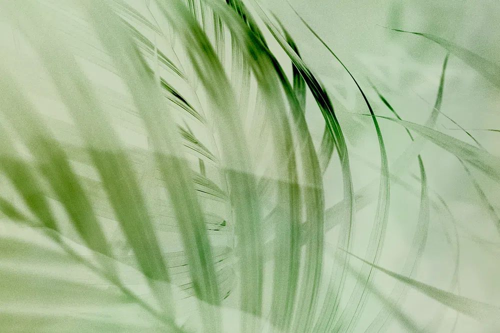 Light green palm leaf background. poster — abstract art