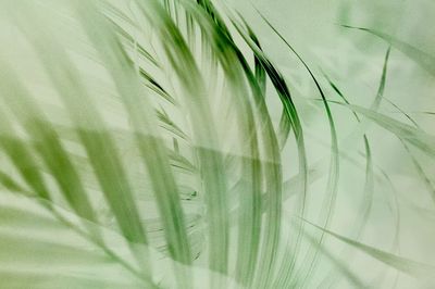 Light green palm leaf background.