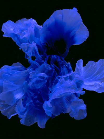 Blue Floral Abstract Poster.
