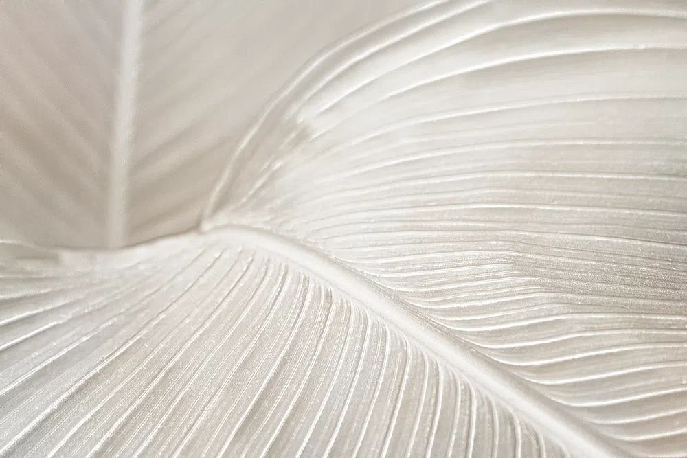 Creamy bird paradise leaf background. poster detail