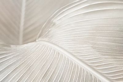 Creamy bird paradise leaf background.