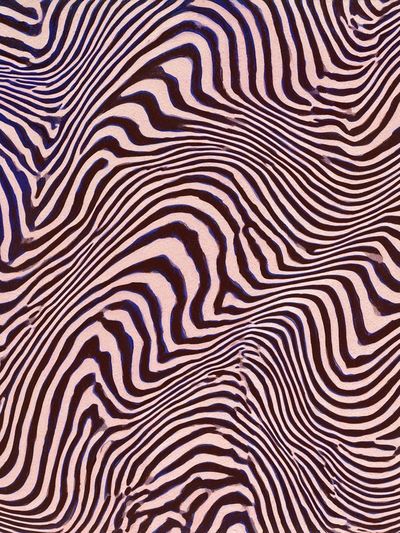 Zebra Wave Abstract Poster. poster