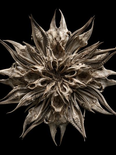 Bone Starburst Abstract Print.