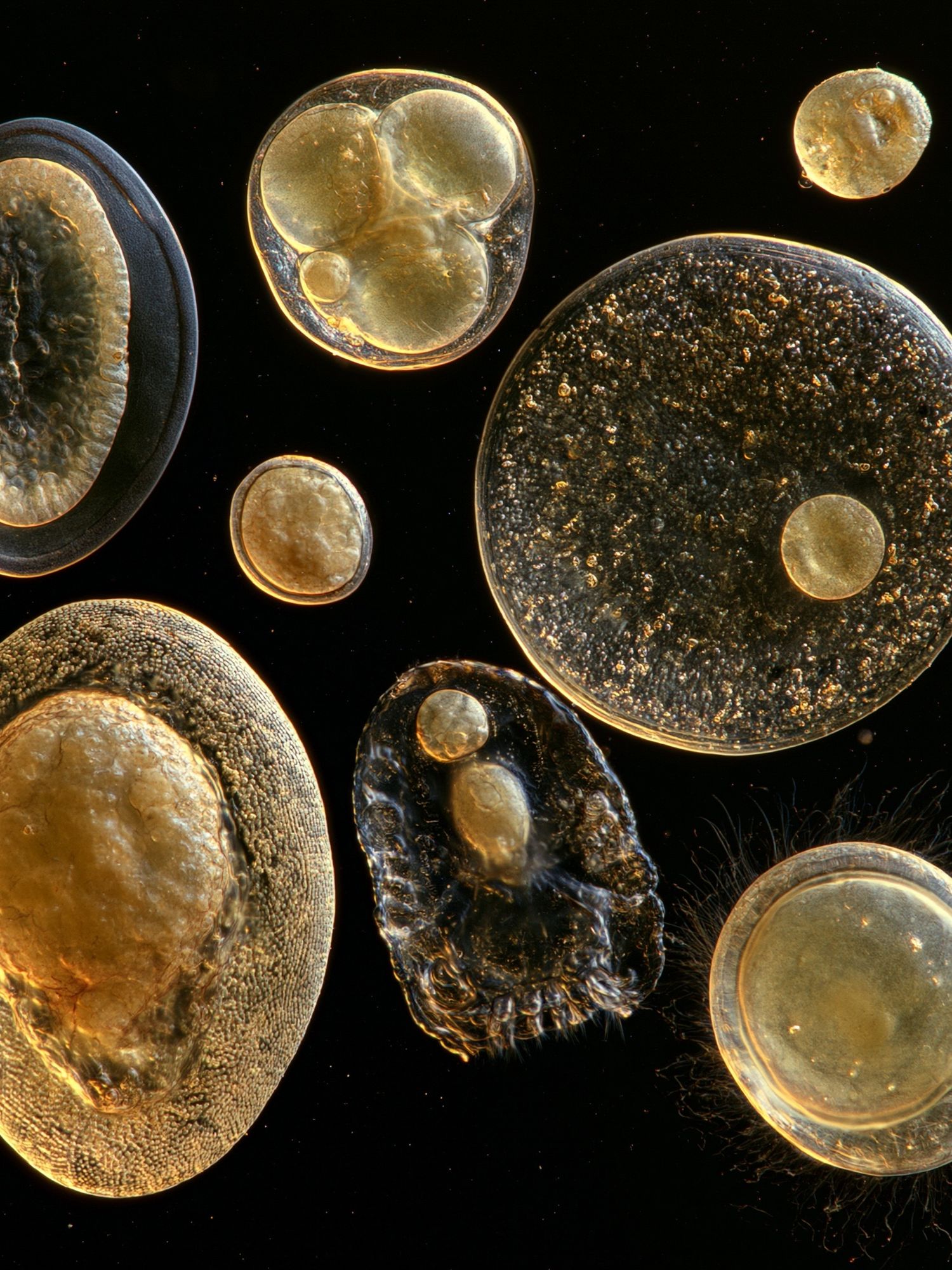Golden Cell Forms Abstract Poster. poster detail