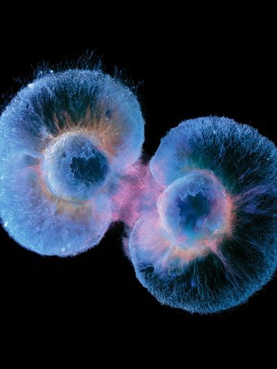 Bioluminescent Jellyfish Abstract Print.