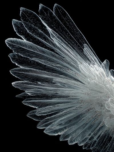 Crystal Feather Abstract Print. poster