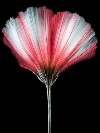Pink Fiber Bloom Abstract Print.