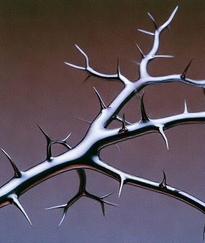 Thorn Branch Abstract Poster. poster