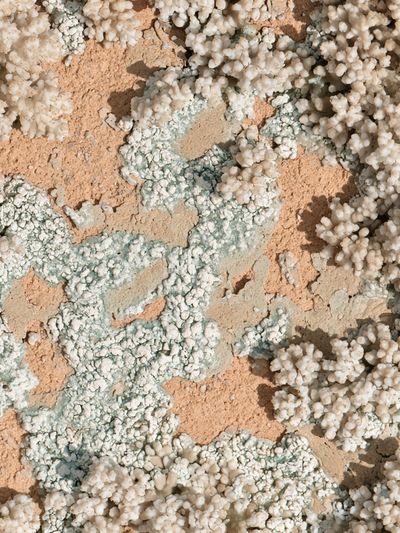 Coral Texture Abstract Print. poster