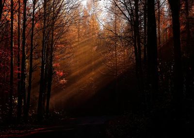 Autumn Forest Light — Nature Print