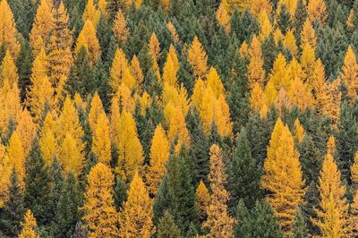 Autumn Forest Landscape Poster.