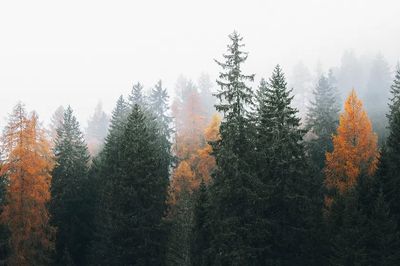 Autumn Forest Mist — Nature Print. poster