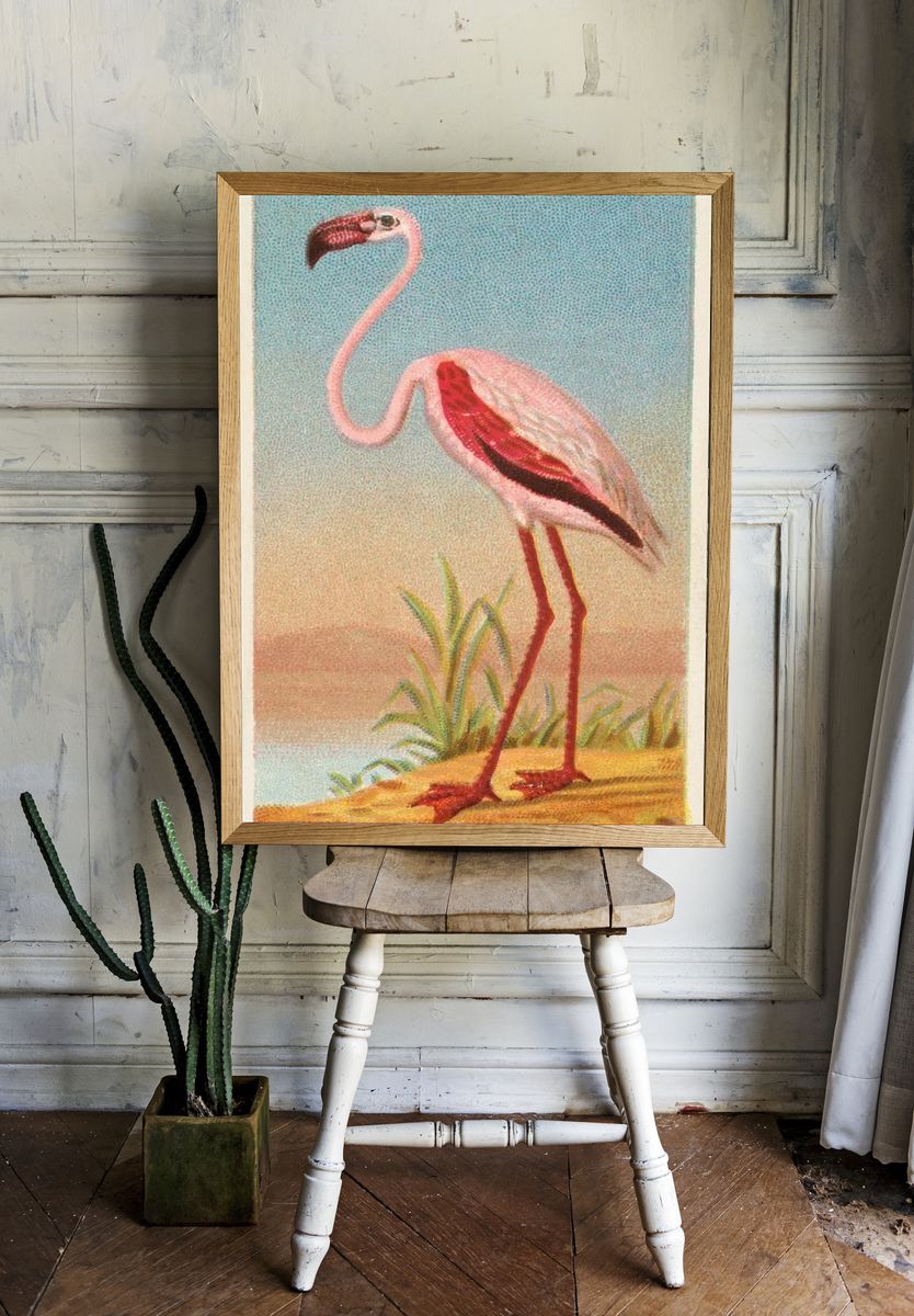 African Flamingo — Vintage Print. — room view 1