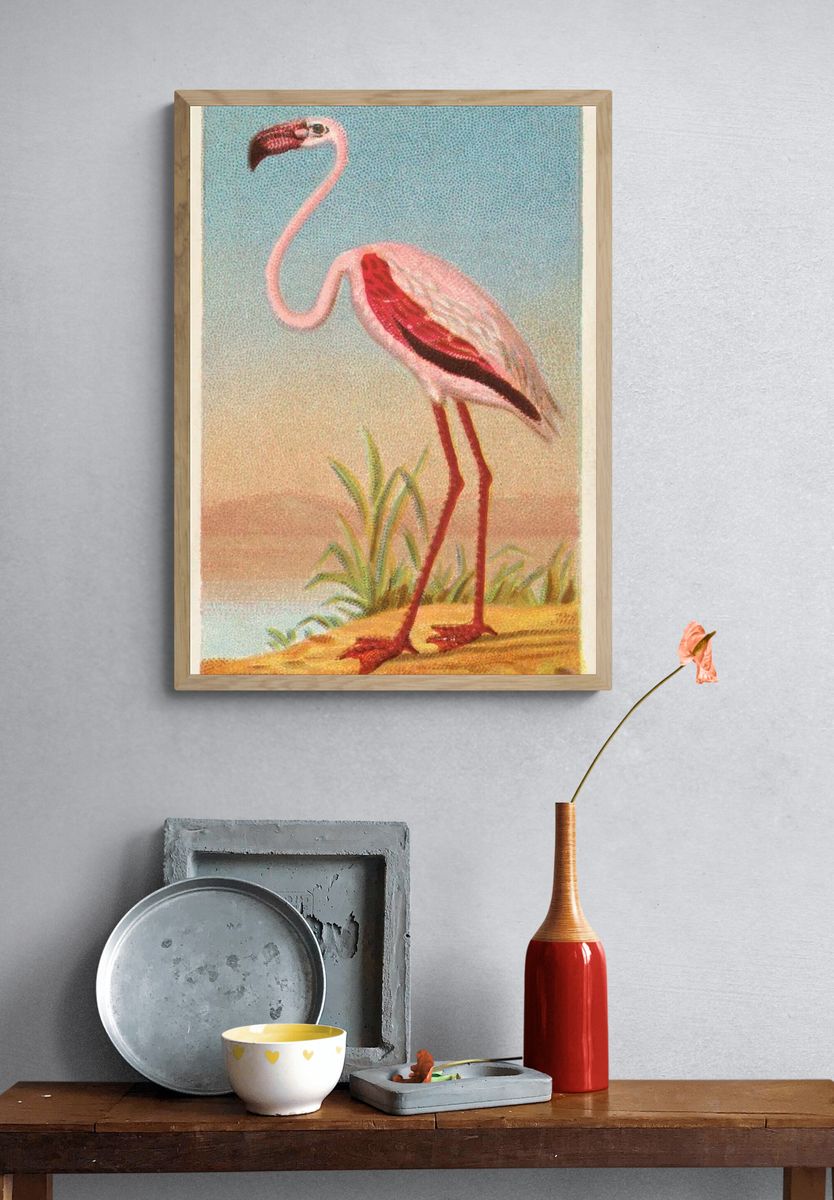 African Flamingo — Vintage Print. — room view 3