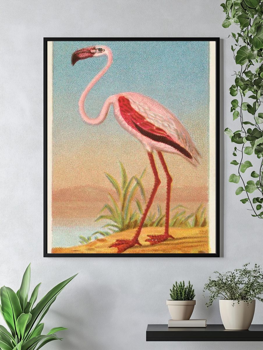 African Flamingo — Vintage Print. — room view 4