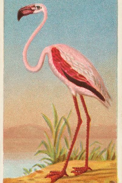 African Flamingo — Vintage Print. poster