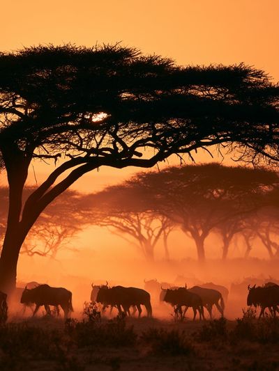 African Savannah Sunset Photography Poster.