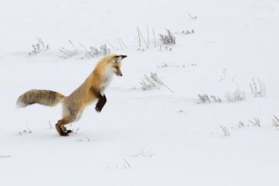 Hunting fox, Hayden Valley. Original.