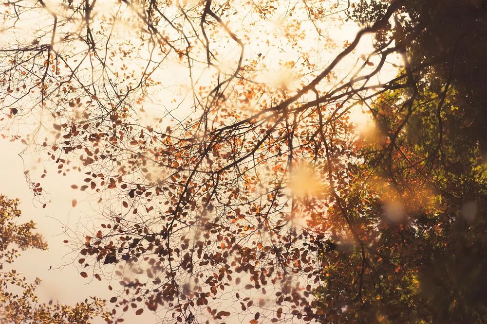 Autumn Leaves Reflection Poster. poster detail