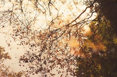 Autumn Leaves Reflection Poster.