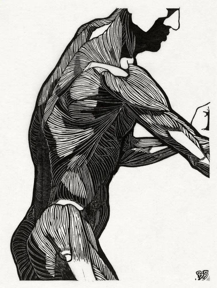 Anatomical study man's lateral arm. poster detail