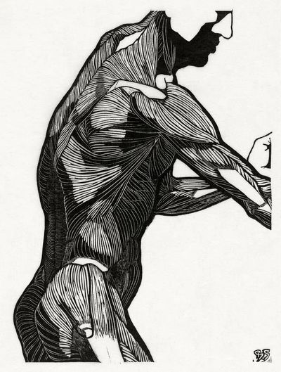 Anatomical study man's lateral arm.