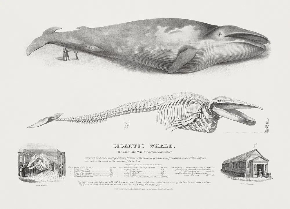 Gigantic Whale: Greenland Whale. poster detail