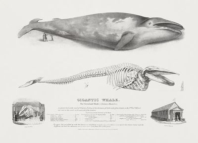 Gigantic Whale: Greenland Whale. poster