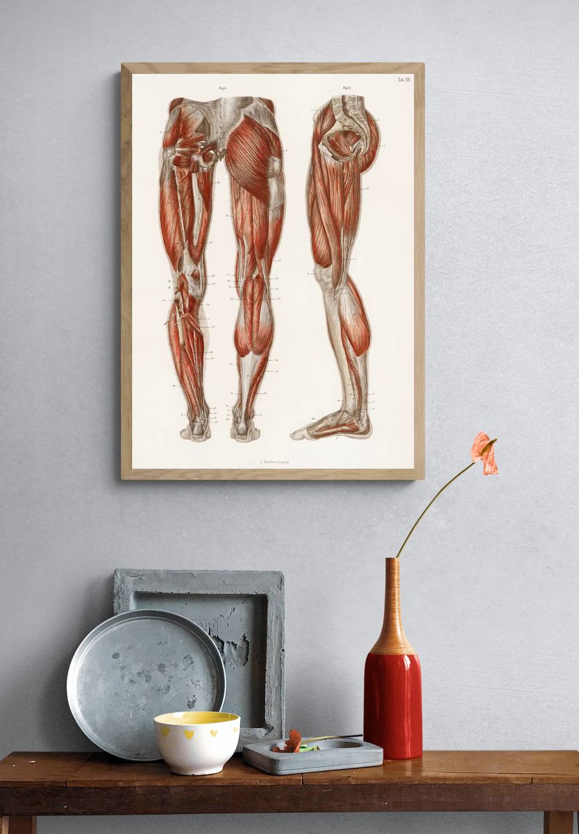 antique illustration muscles legs feet. — room view 3