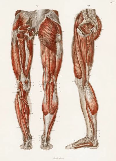 antique illustration muscles legs feet.