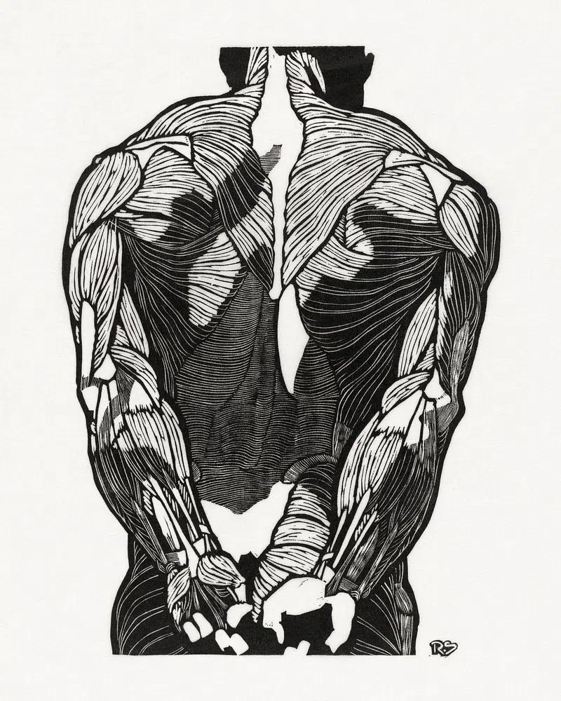 Anatomical study man's back muscles. poster detail