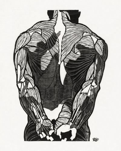Anatomical study man's back muscles.