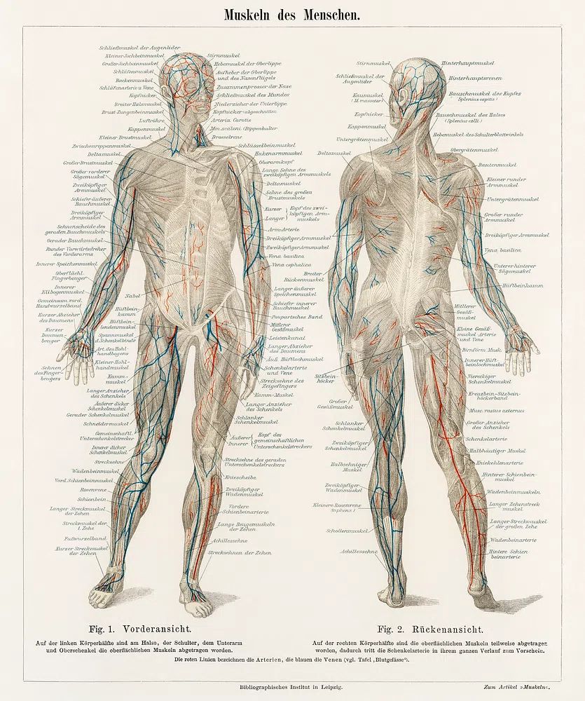 antique lithograph human musculature system. poster detail