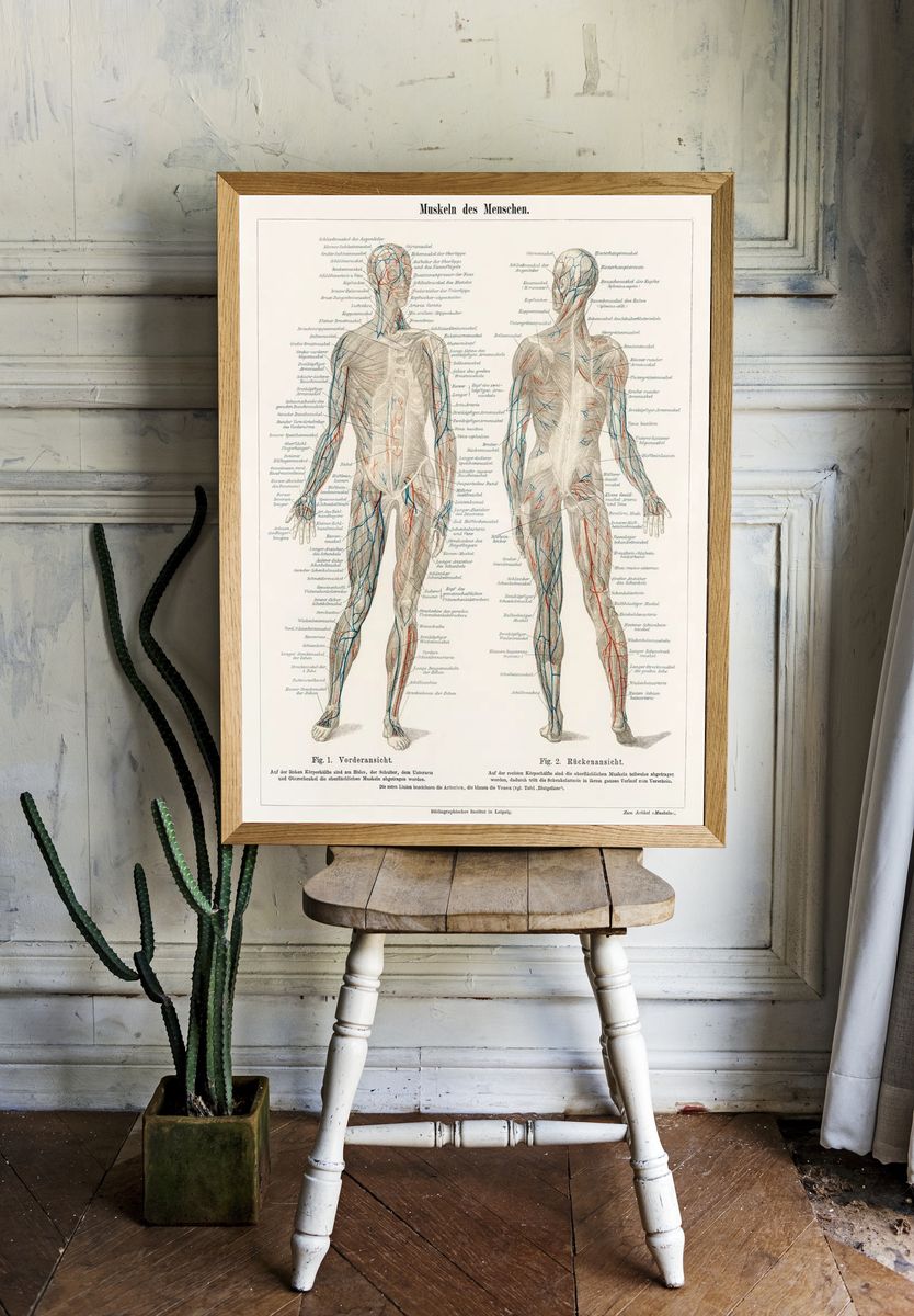 antique lithograph human musculature system. room preview