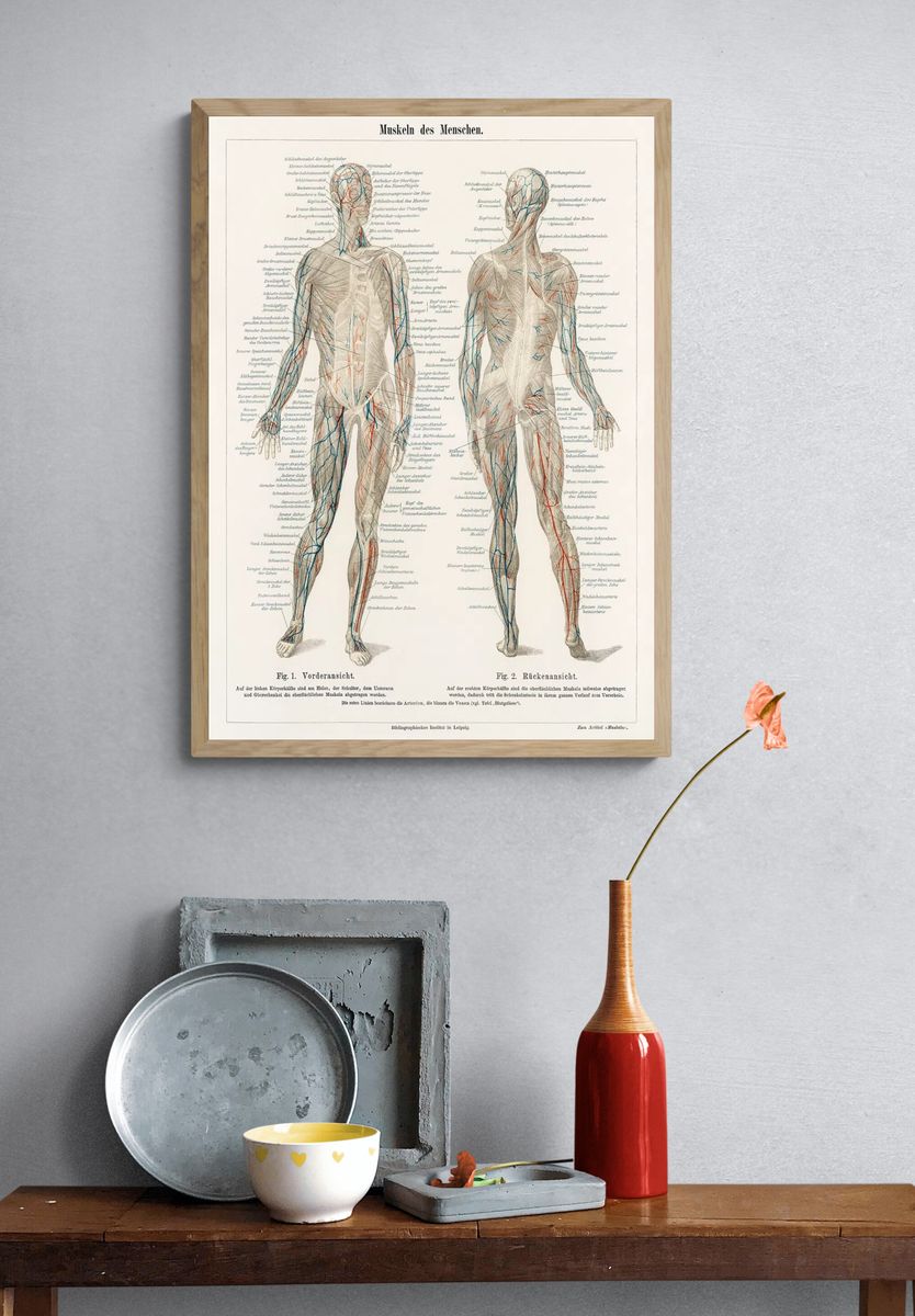 antique lithograph human musculature system. — room view 3