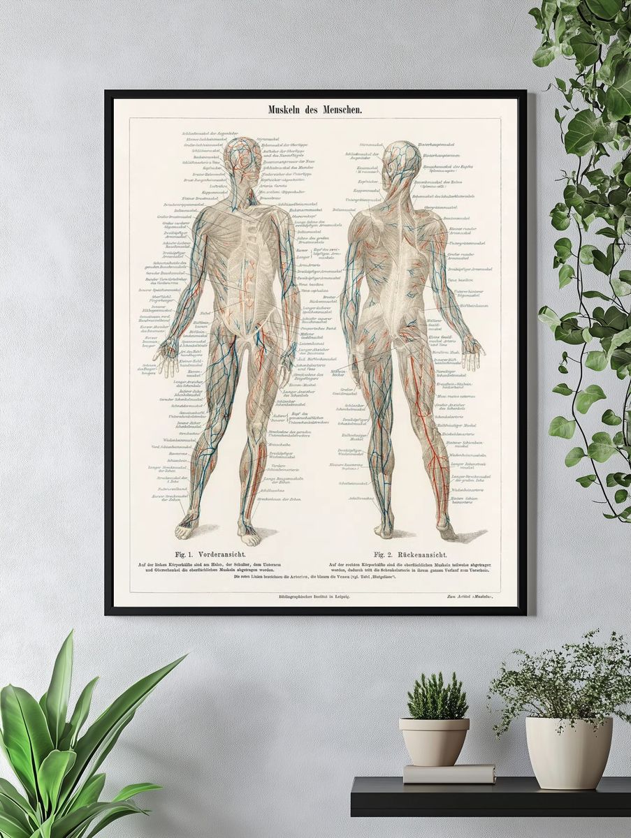 antique lithograph human musculature system. — room view 4