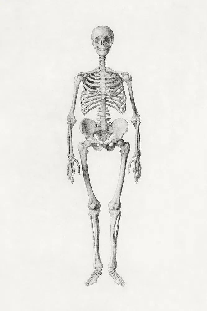 Human Skeleton, Anterior View. poster detail