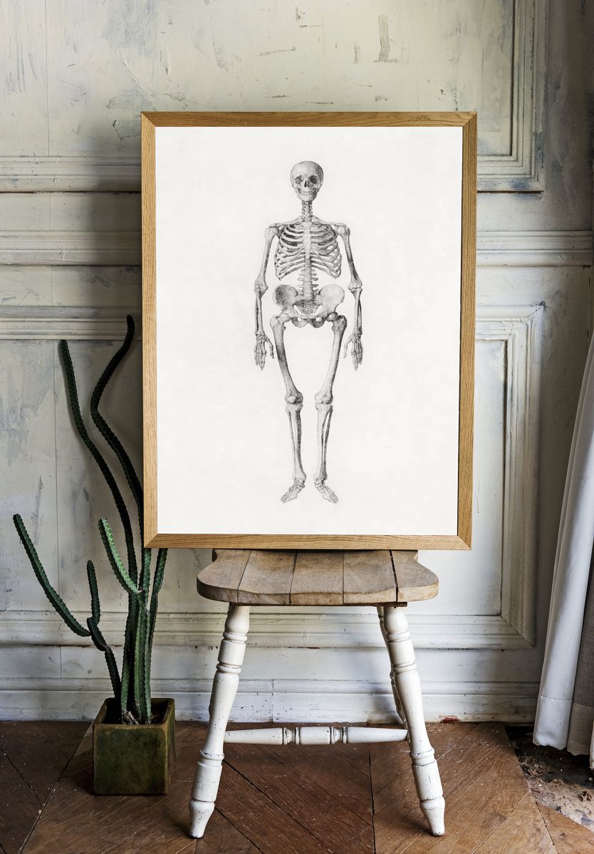 Human Skeleton, Anterior View. room preview