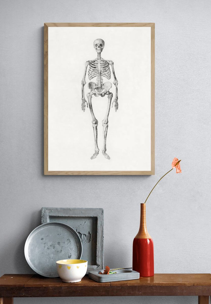Human Skeleton, Anterior View. — room view 3